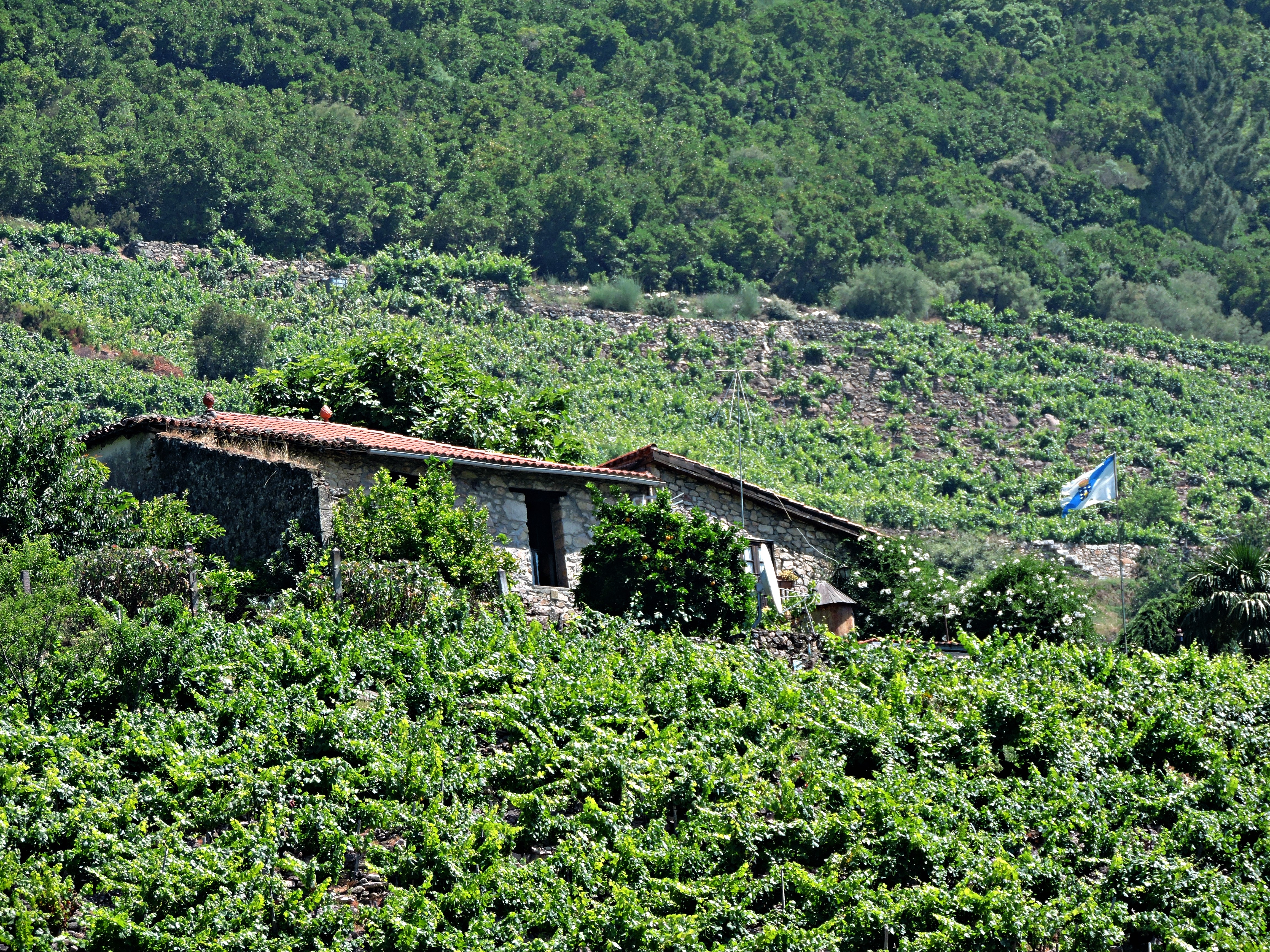 Viticultura heróica