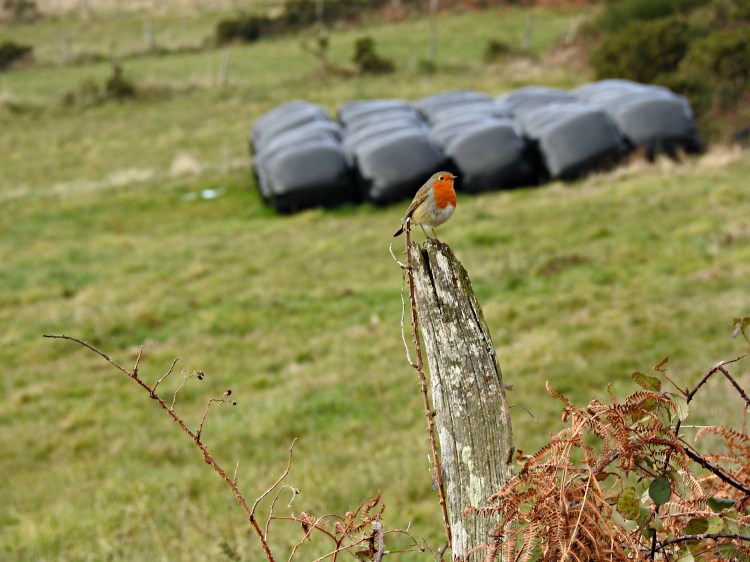 Un paporroibo entre Grandas e A Fonsagrada