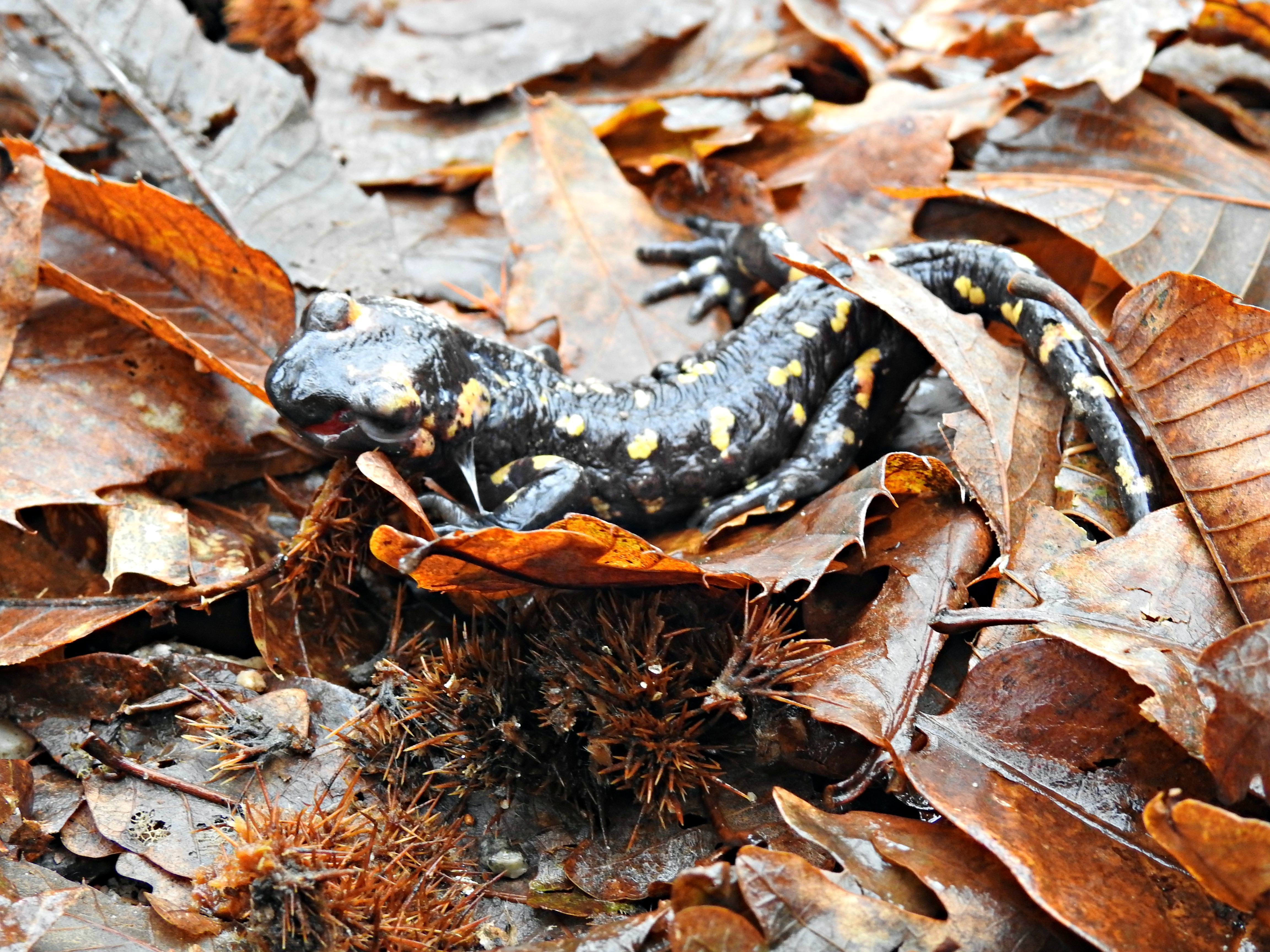 Unha píntega á saída de Castroverde