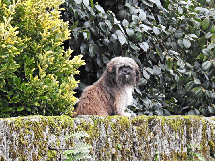 Un cadeliño de Castroverde